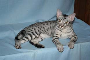 ocicat cost