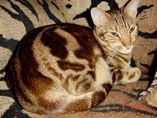 Ocicat Breeder: Domestic Spotted Ocicats & Kittens for ...